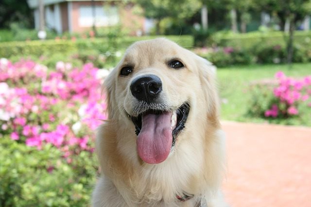 犬　画像　幸せ