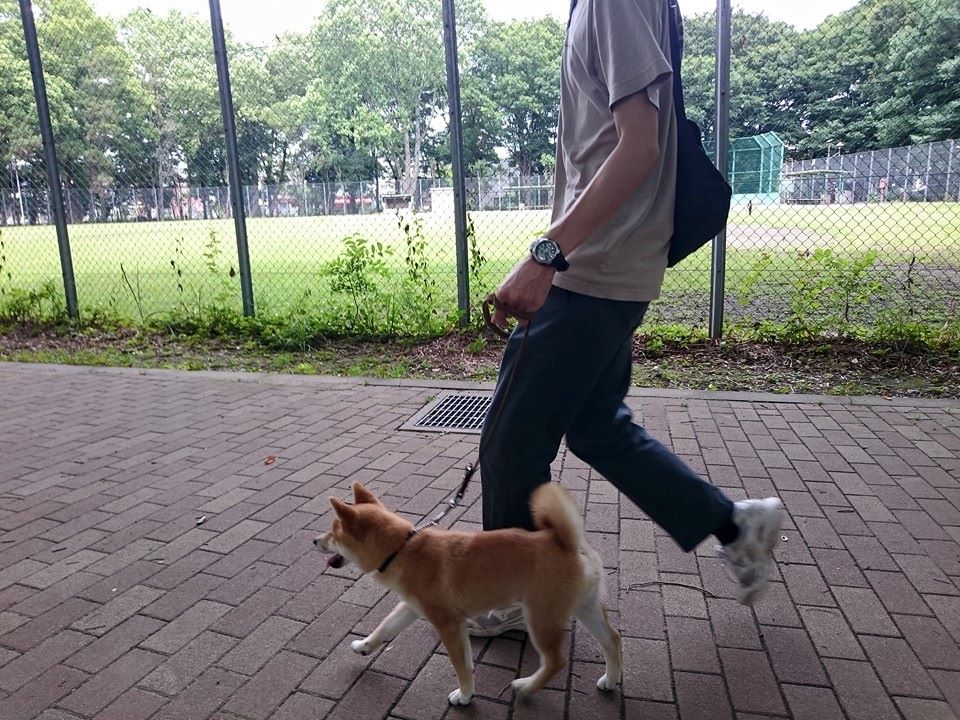 犬との散歩