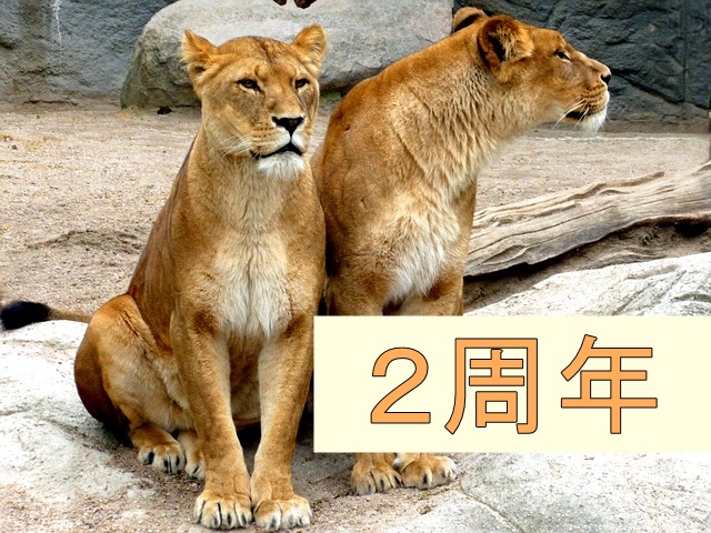 2頭のライオン